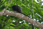 Golden-handed Tamarin